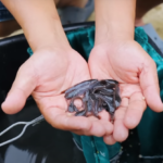 Catfish Farming Business, Millions of Profit! Sorting catfish fingerlings to avoid cannibalism!