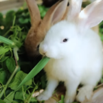 Breeding Rabbits and Sustainable Farming: A Day in Dexter’s World