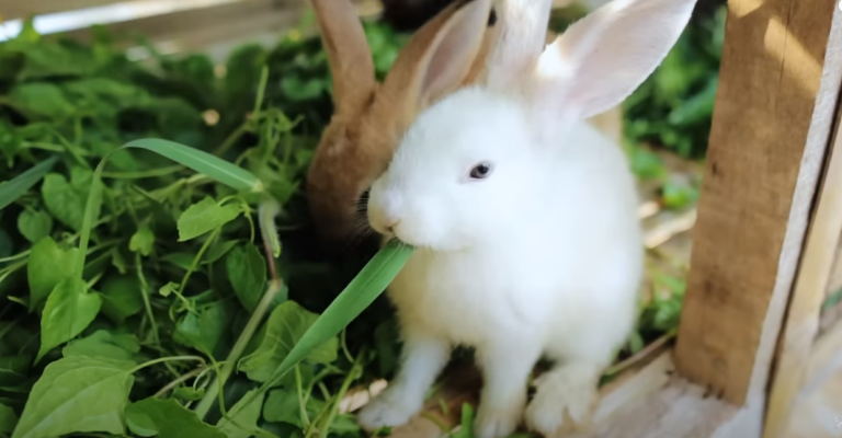 Breeding Rabbits and Sustainable Farming: A Day in Dexter’s World