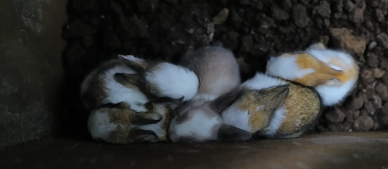 Dexter’s World: Nurturing African Lovebirds and Fancy Rabbits