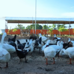 Discovering the Richness of Farm Life with Dexter: A Journey into Zebra Finches, Shamot Tanaka Chickens, and Integrated Farming