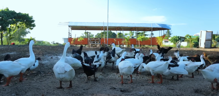 Discovering the Richness of Farm Life with Dexter: A Journey into Zebra Finches, Shamot Tanaka Chickens, and Integrated Farming