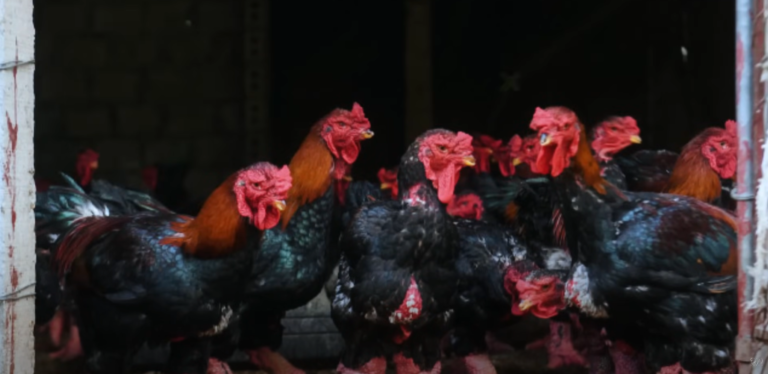 Dexter’s World: A Journey Through Sustainable Farming and Unboxing Dong Tao Chicken Eggs