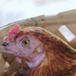 Dexter’s World: Celebrating New Lives and Sustainable Farming Practices