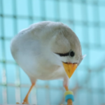 Embracing the Symphony of Nature: The Joy of Breeding Zebra Finches