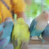 Celebrating Success in African Lovebird Breeding: A Journey of Growth and Natural Care