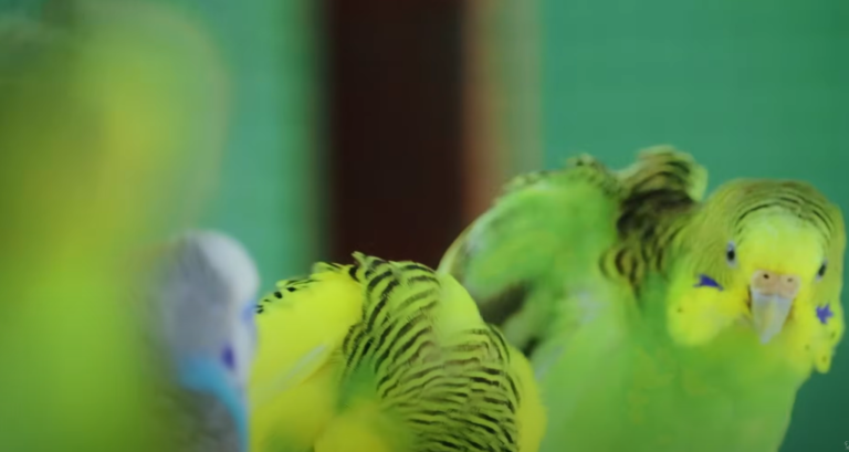 Parakeet Breeding Triumph: A Journey of Resilience and Care