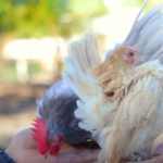 Dexter’s World: A Journey from Bantam Chickens to Bountiful Harvests