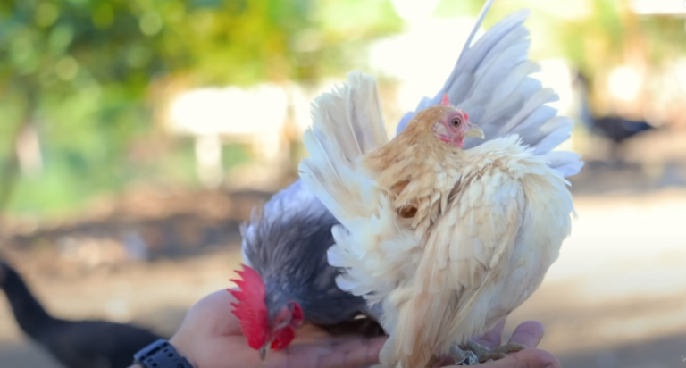 Dexter’s World: A Journey from Bantam Chickens to Bountiful Harvests