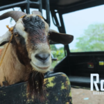 Welcome to Dexter’s Farm: A Journey into Sustainable Goat Farming and Beyond