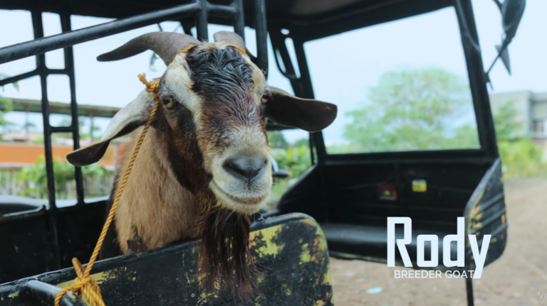 Welcome to Dexter’s Farm: A Journey into Sustainable Goat Farming and Beyond