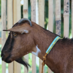 Embracing the Future: Dexter’s World Channel’s Journey into Goat Farming