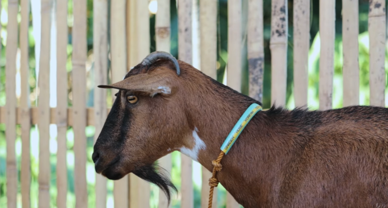 Embracing the Future: Dexter’s World Channel’s Journey into Goat Farming