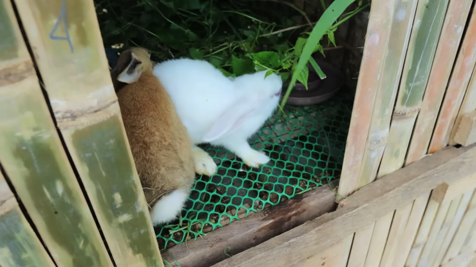 Mastering Catfish Farming and Rabbit Rearing: A Comprehensive Guide ...