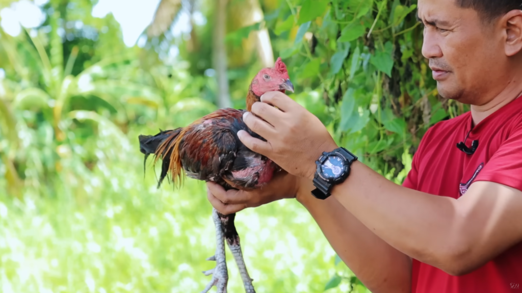 native chicken farming business plan