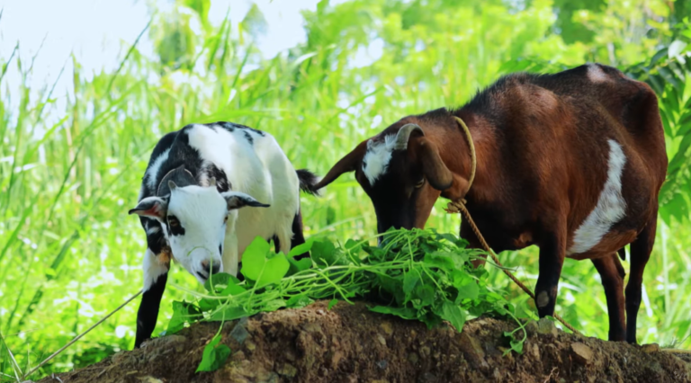 Journey to Sustainable Goat Farming: A Glimpse into Dexter’s World