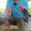 Discover the Charm of Sama Bantam Chickens at Dexter’s World Farm