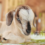 The Joy of Goat Farming: Welcoming New Life at Dexter’s World