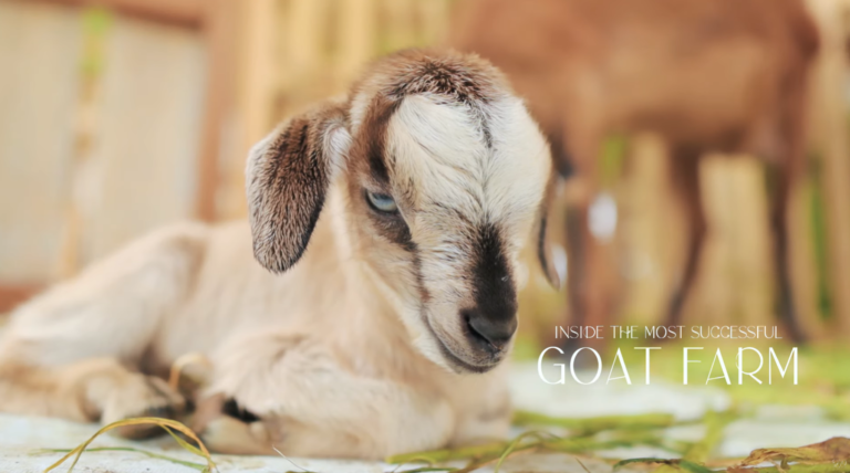The Joy of Goat Farming: Welcoming New Life at Dexter’s World