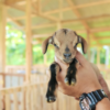 From One to Many: The Expanding Journey of Dexter’s World Goat Farm