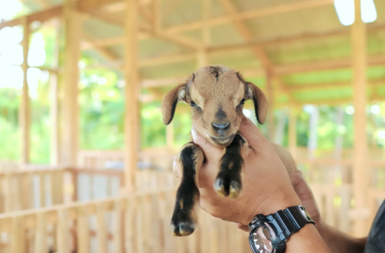 From One to Many: The Expanding Journey of Dexter’s World Goat Farm