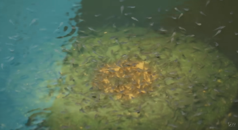 Building a Sustainable Aquaculture Ecosystem: A Journey from Small Tanks to Large-Scale Impact