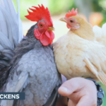 Raising Bantam Chickens and Expanding Our Farm: A Journey Through Dexter’s World