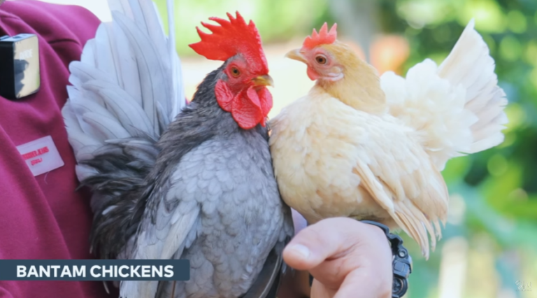 Raising Bantam Chickens and Expanding Our Farm: A Journey Through Dexter’s World