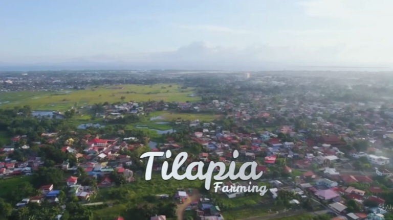 Growing Success with Tilapia and Catfish Farming at Dexter’s World