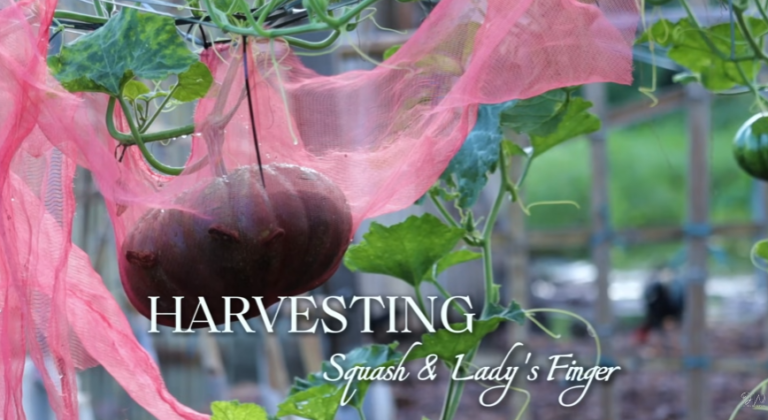 Harvesting Success and Sustainable Growth
