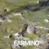 Unveiling the Secrets of Sustainable Catfish Farming at Dexter’s World