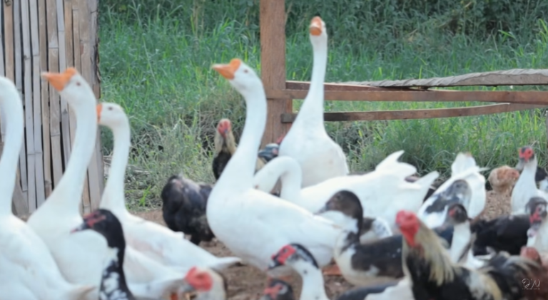 Embracing Backyard Farming for Food Security and Joy