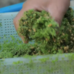 Mastering Farm Management: Azolla Cultivation, Moringa Benefits, and Expanding Horizons at Dexter’s World Farm