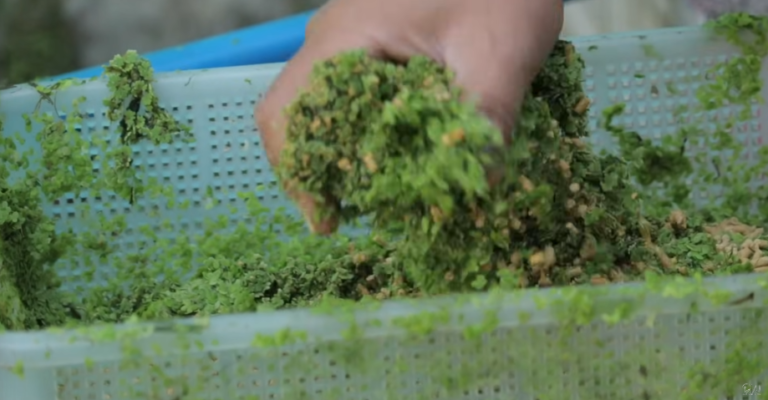 Mastering Farm Management: Azolla Cultivation, Moringa Benefits, and Expanding Horizons at Dexter’s World Farm