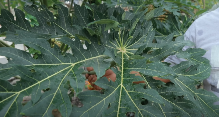 The Importance of Deworming Goats and Utilizing Papaya for Farm Health