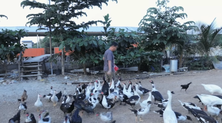 Transforming Challenges into Opportunities at Dexter’s World Farm: Tilapia, Ducks, and More!