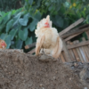 Raising Bantam Chickens and Expanding Our Farm: A Day in Dexter’s World