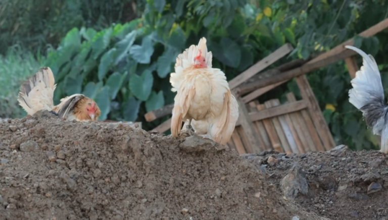 Raising Bantam Chickens and Expanding Our Farm: A Day in Dexter’s World